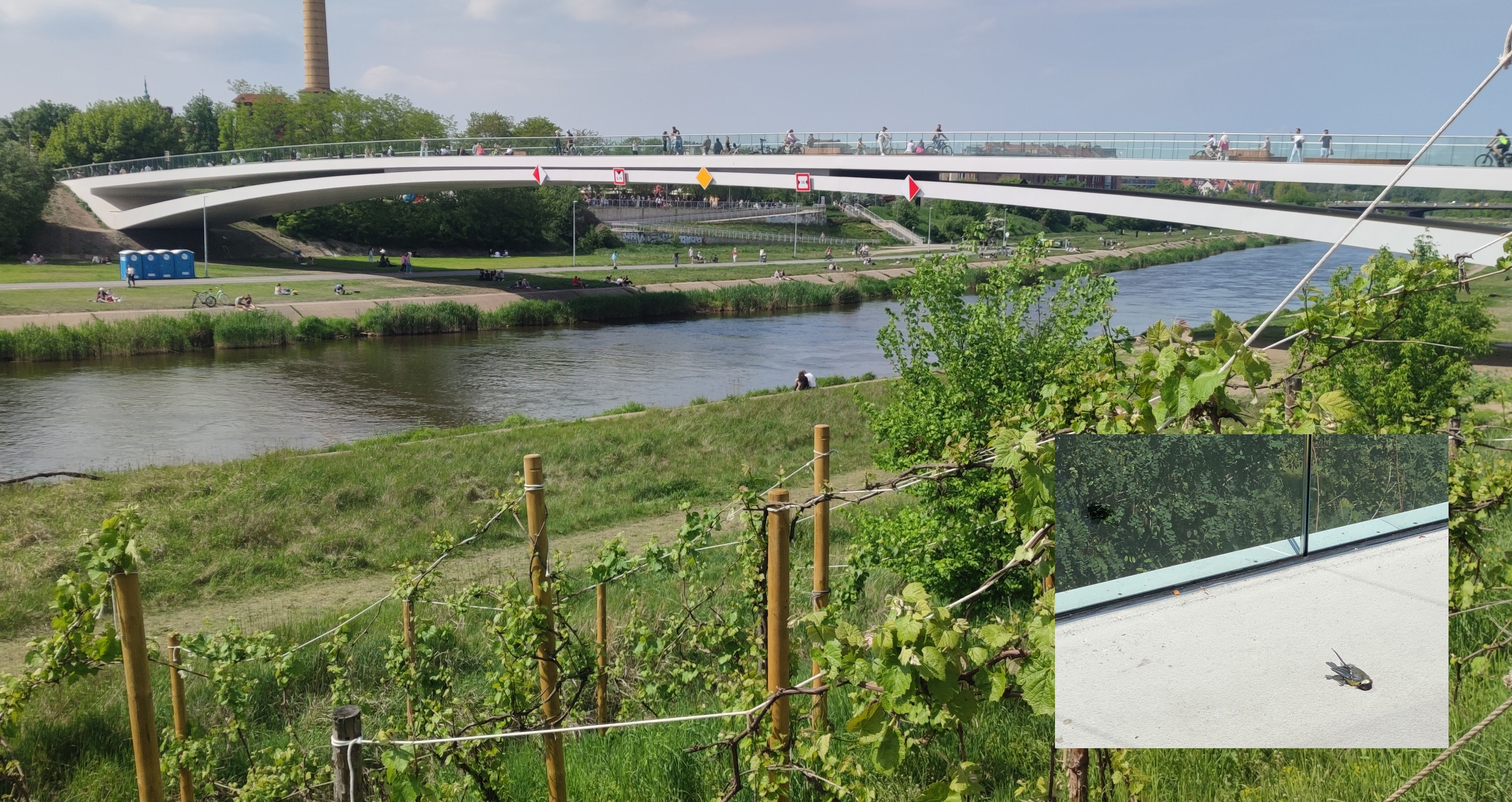 Kładka pieszo-rowerowa nad Wartą; w ramce martwy ptak przy szklanej balustradzie